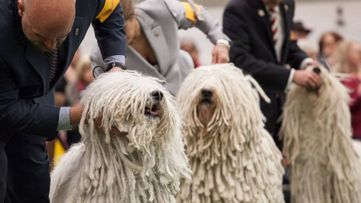 9 Fuzzy Facts About the Komondor