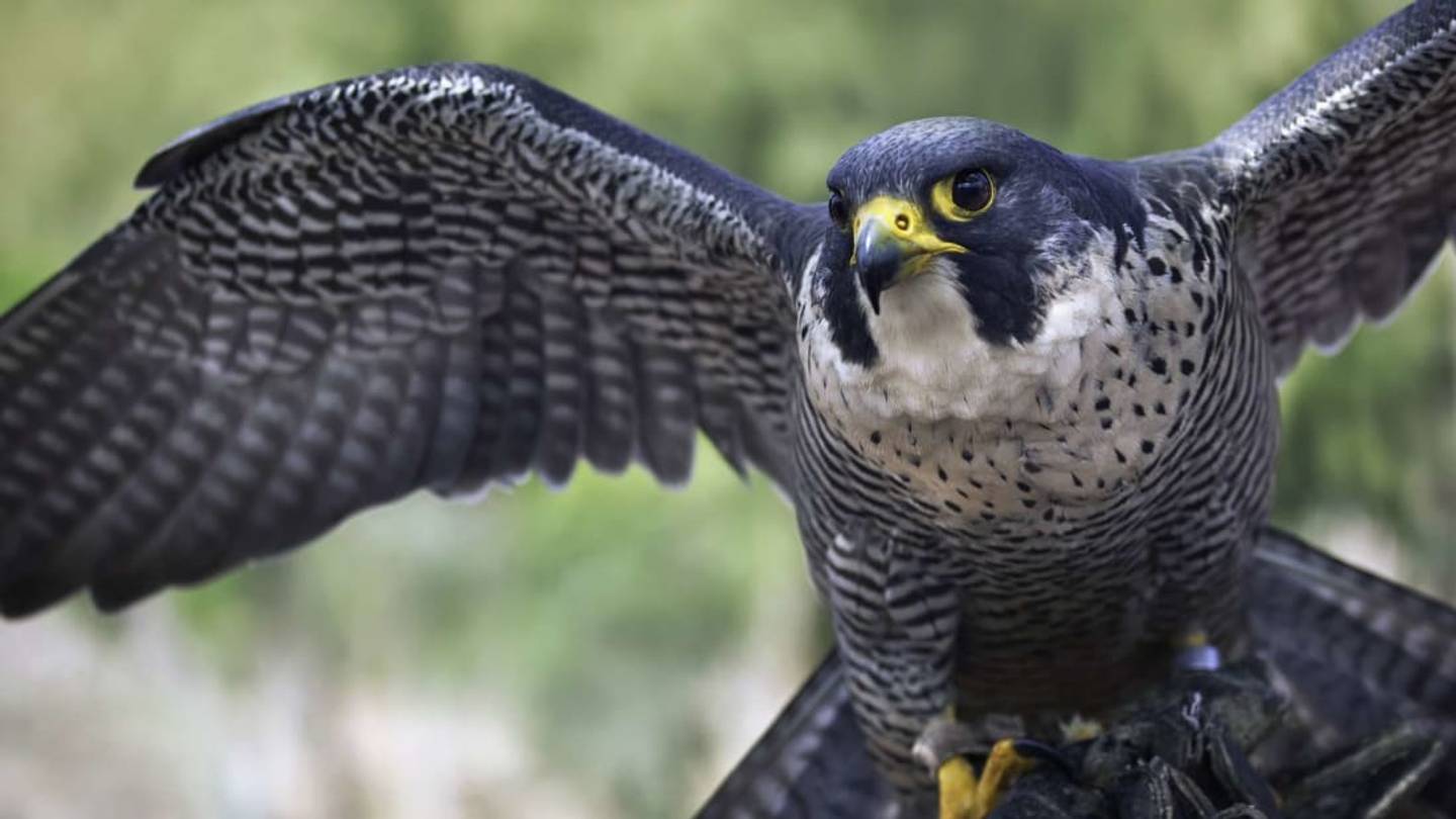 8 Animals That Are No Longer Endangered