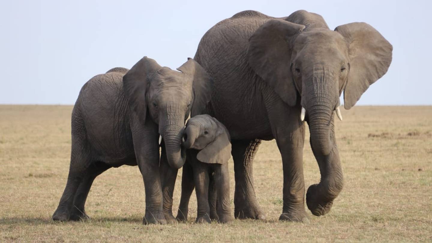 12 Fascinating Facts About Elephants