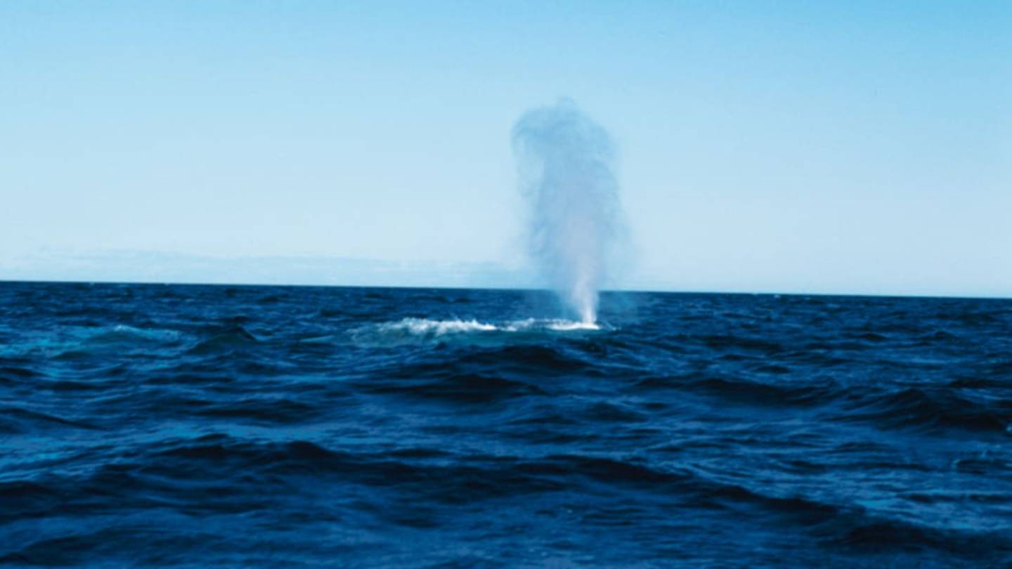 A Lonely Whaleâs Unrequited Love Song