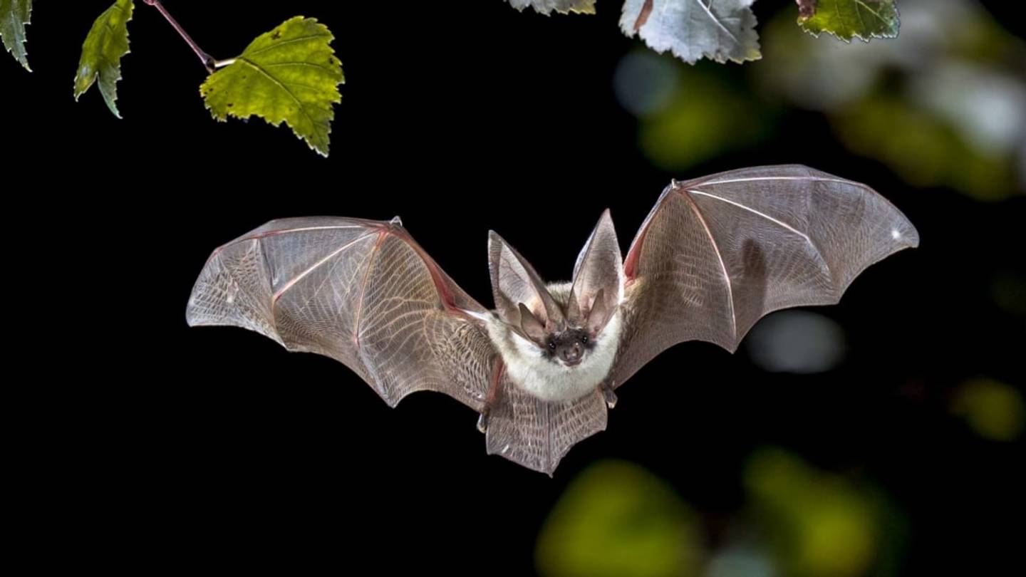 15 Astonishing Facts About Bats