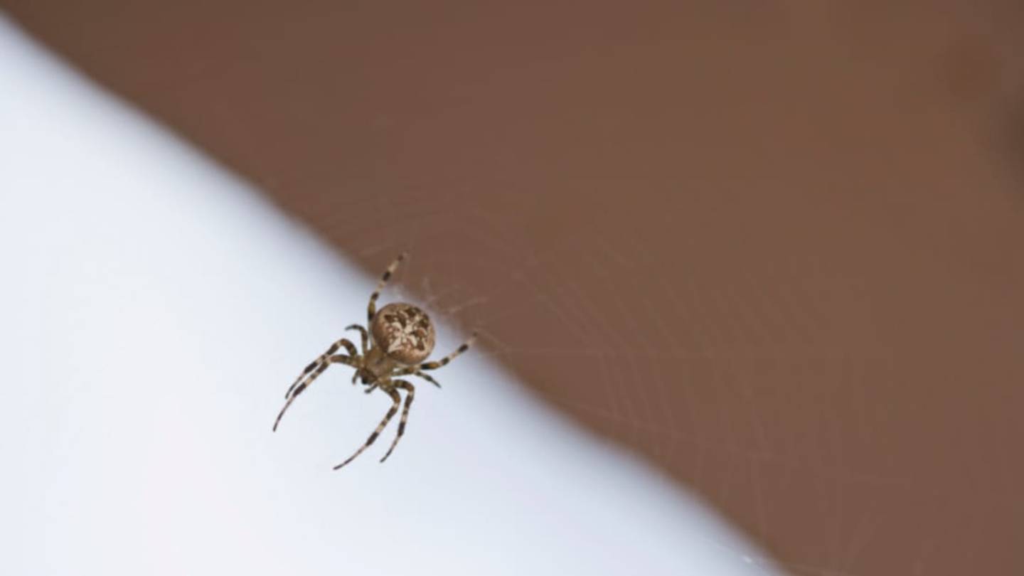 How Spiders Win the Lottery