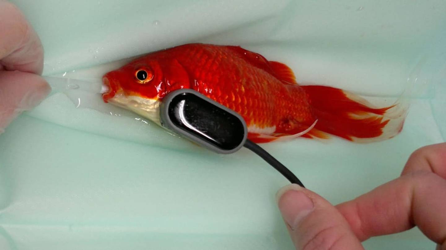 7 Incisive Cases of Fish Surgery
