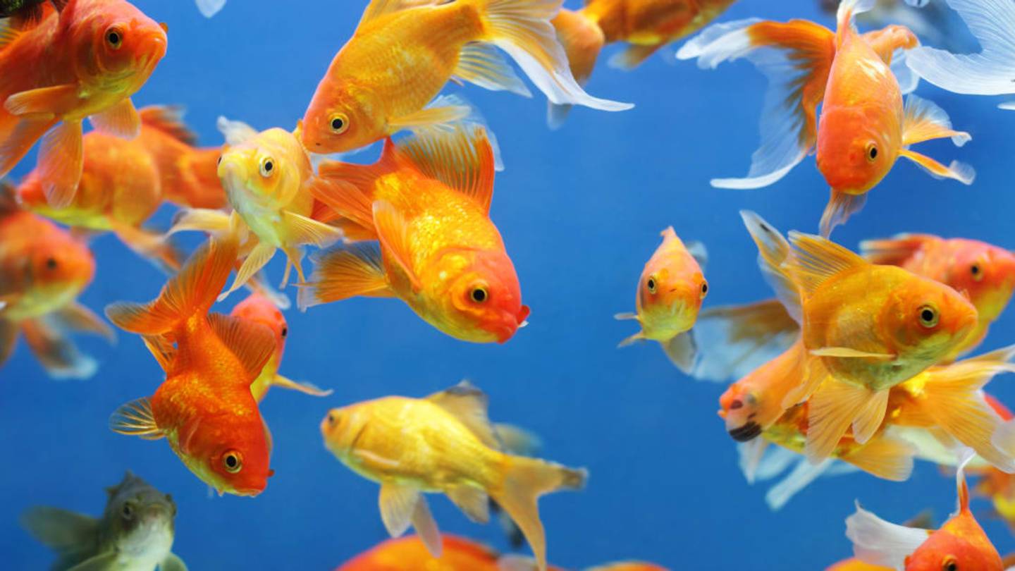 9 Colorful Facts About Goldfish