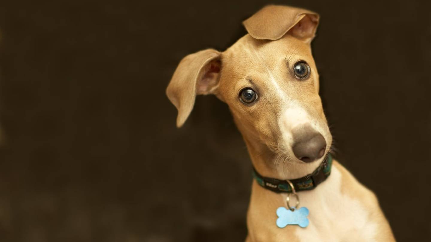 St. Guinefort, the Dog Venerated as a Saint
