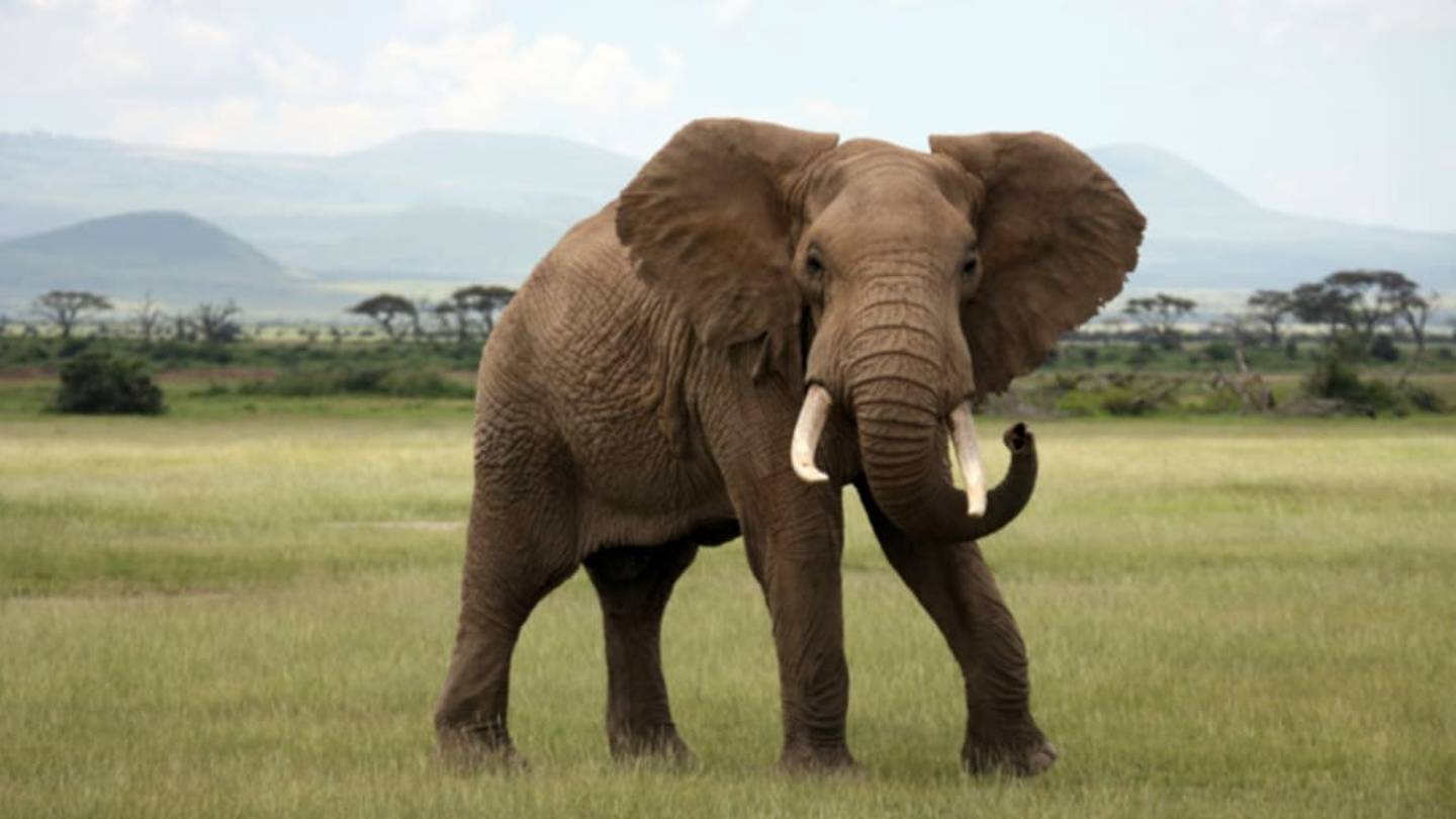Is It True That Elephants Never Forget?