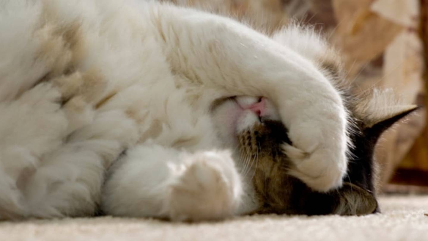 7 Facts About Hairballs
