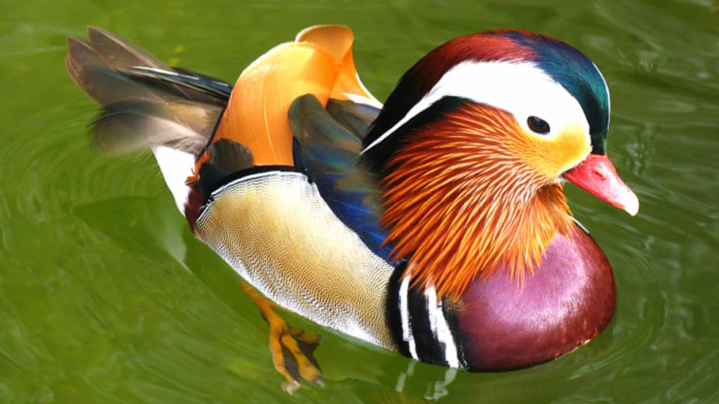 7 Awesome Things Birds Can Do