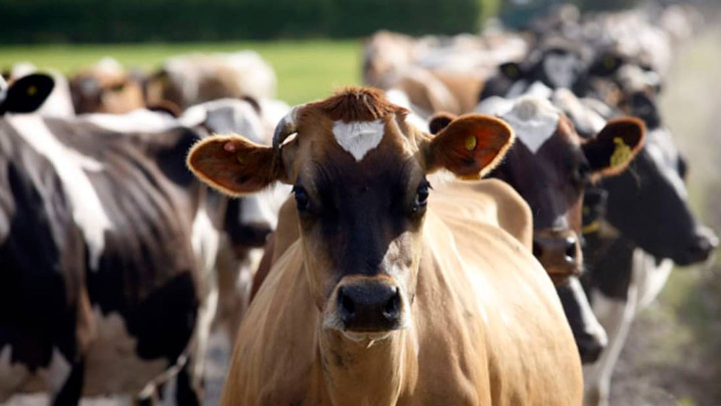 It's Not Easy Potty Training A Cow