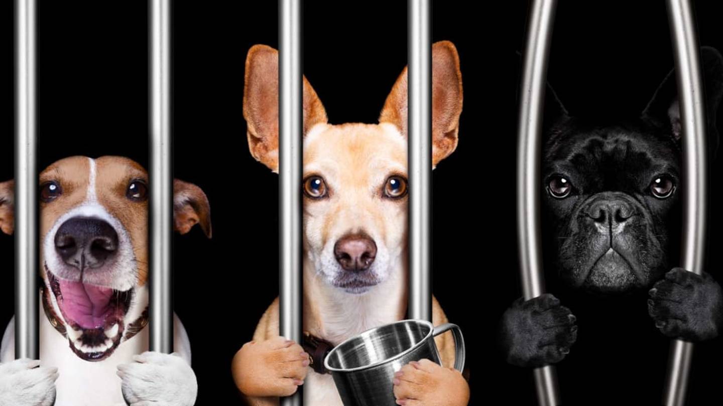 25 Animals That Have Been Imprisoned or Arrested