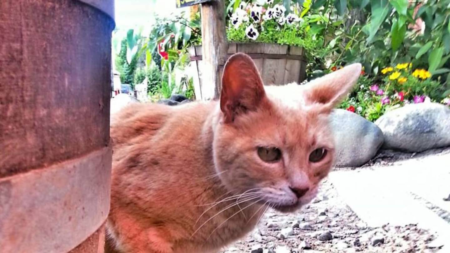 9 Cats With Cushy Jobs