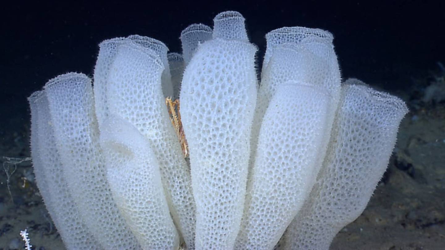 Romantic Glass Sponge is the Perfect Prison For Shrimp Couples