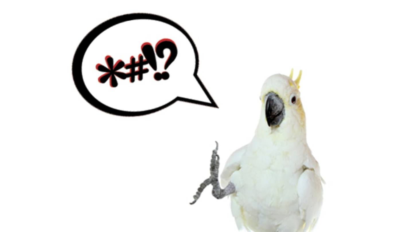 9 Birds Caught Using Some Very Naughty Language