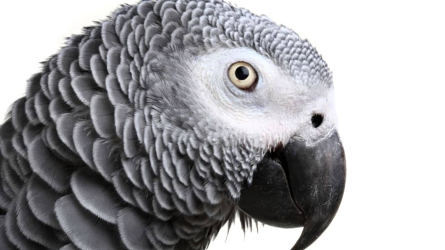 Parrots and Horses Reveal their Musical Preferences