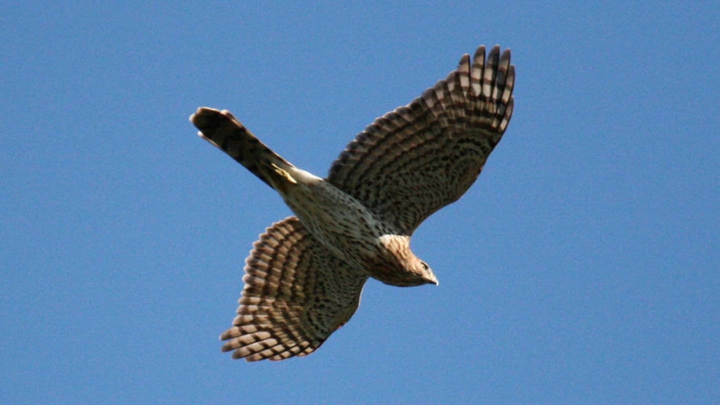 âHarvey the Hurricane Hawkâ Returns to the Wild