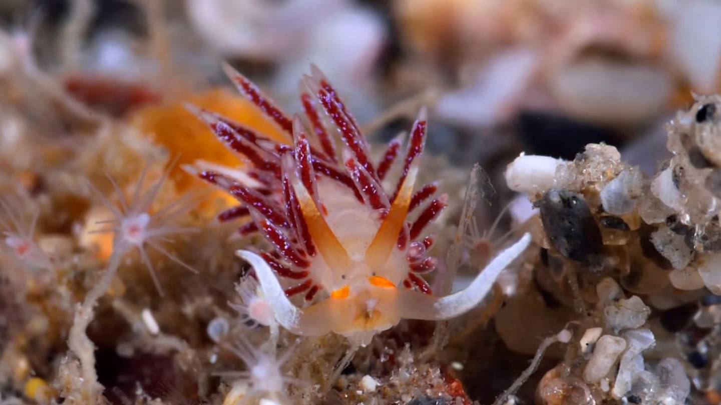 Nudibranchs, the Butterflies of the Sea, May Also Be Ruthless 'Kleptopredators'