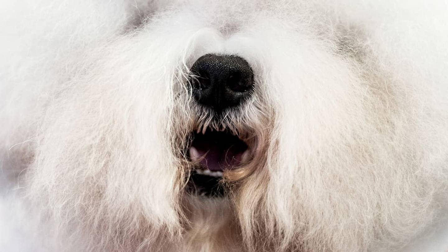 11Â Fluffy Facts About the Bichon Frise