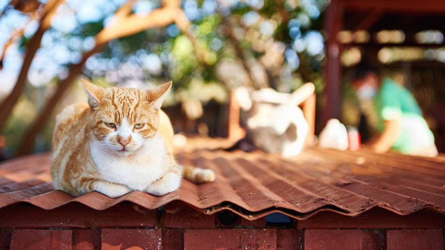 11 Surprising Places Where You Can Adopt a Cat