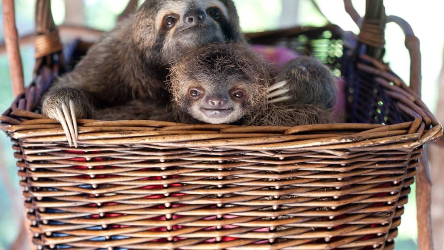 The Human Who Teaches Orphan Sloths How to Be Wild Animals