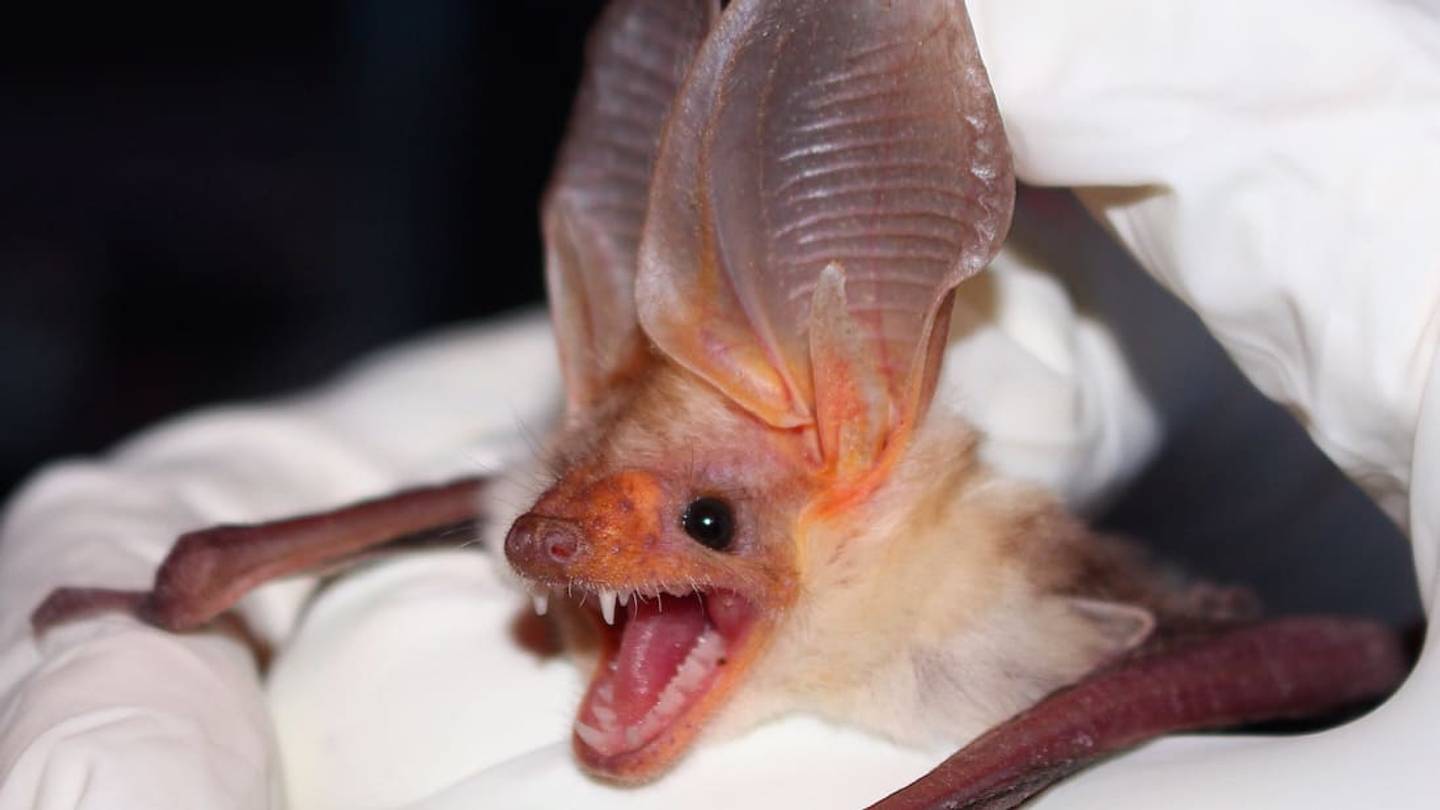 When Sonar Doesnât Cut It, These Bats Crawl to Hunt Prey