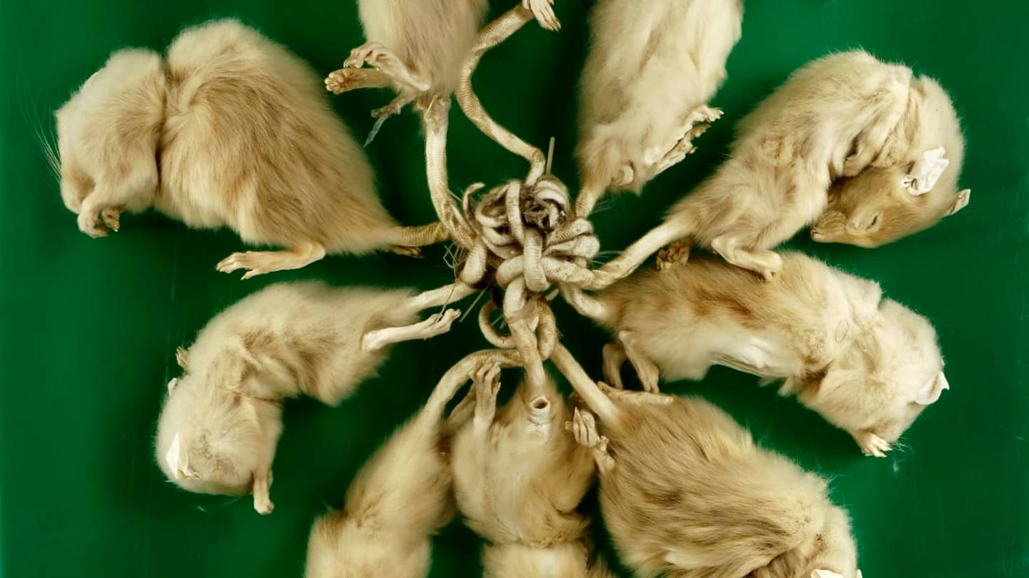 An (Almost) Comprehensive History of Rat Kings