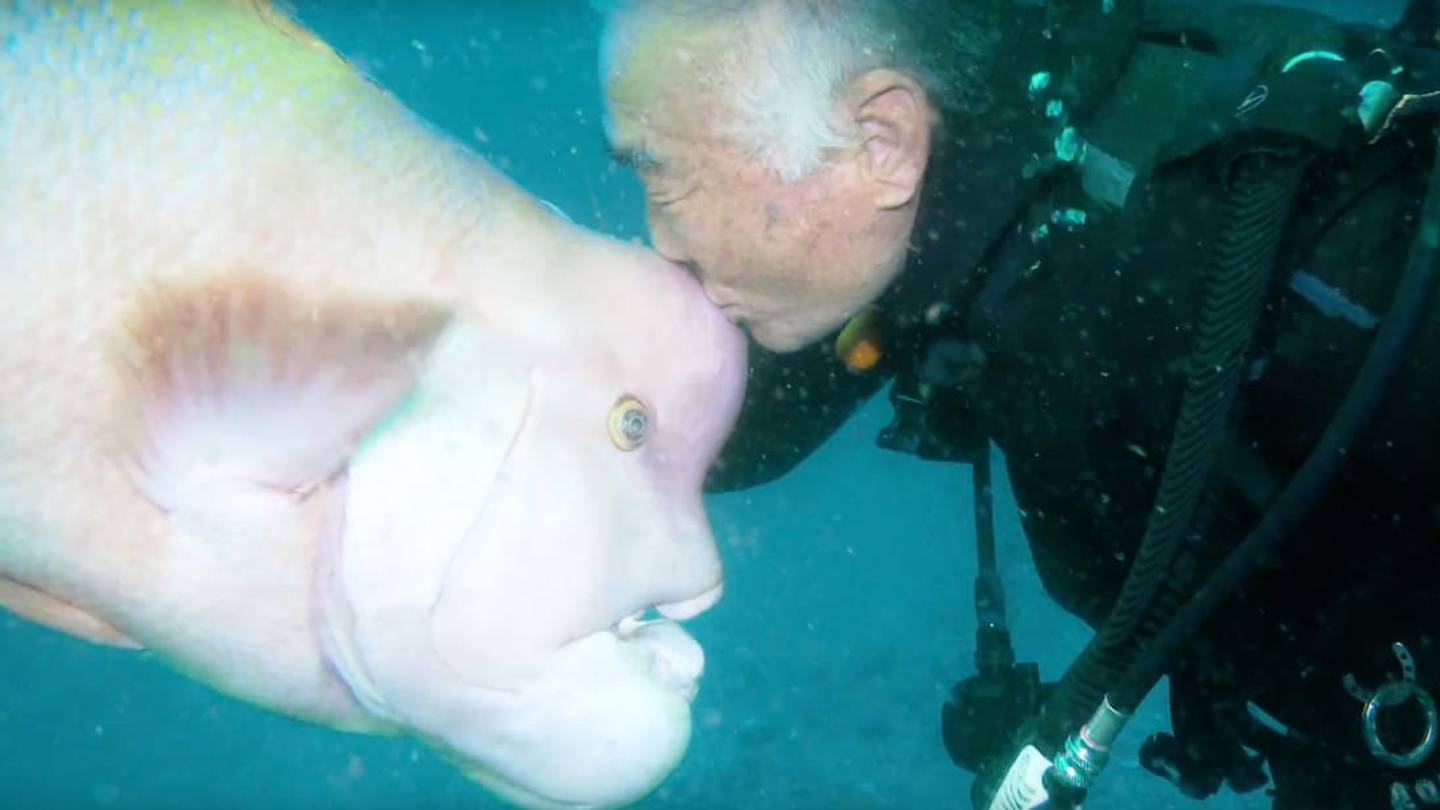 This Scuba Diver Has Been Visiting the Same Fish for 30 Years