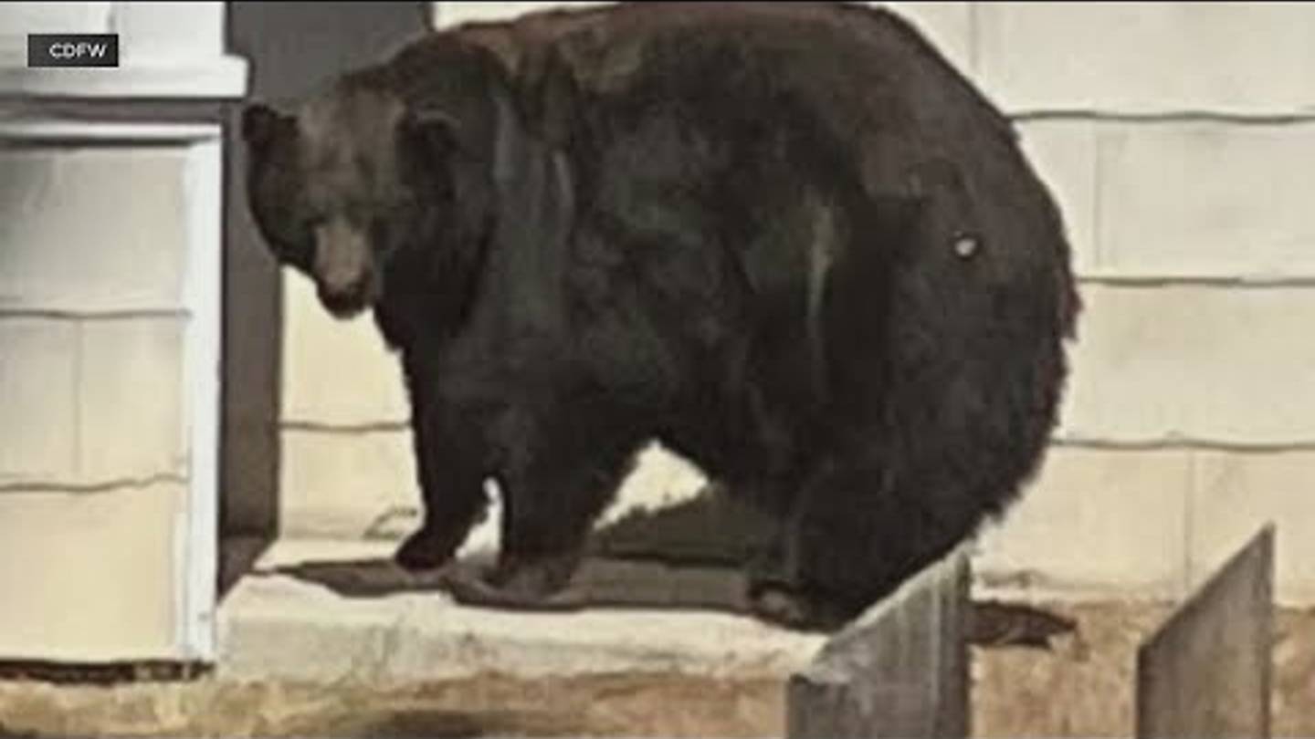 'Hank the Tank' Caught: Burglar Bear's Crime Spree Comes to an EndâBut With a Twist