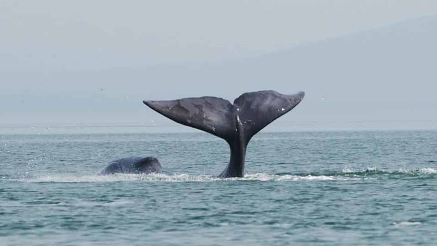 The Secret to a Longer Life May Be Found in Whale DNA