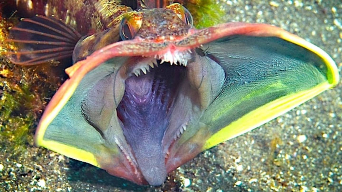 For Sarcastic Fringeheads, Mouth-Wrestling Is Very Serious Business
