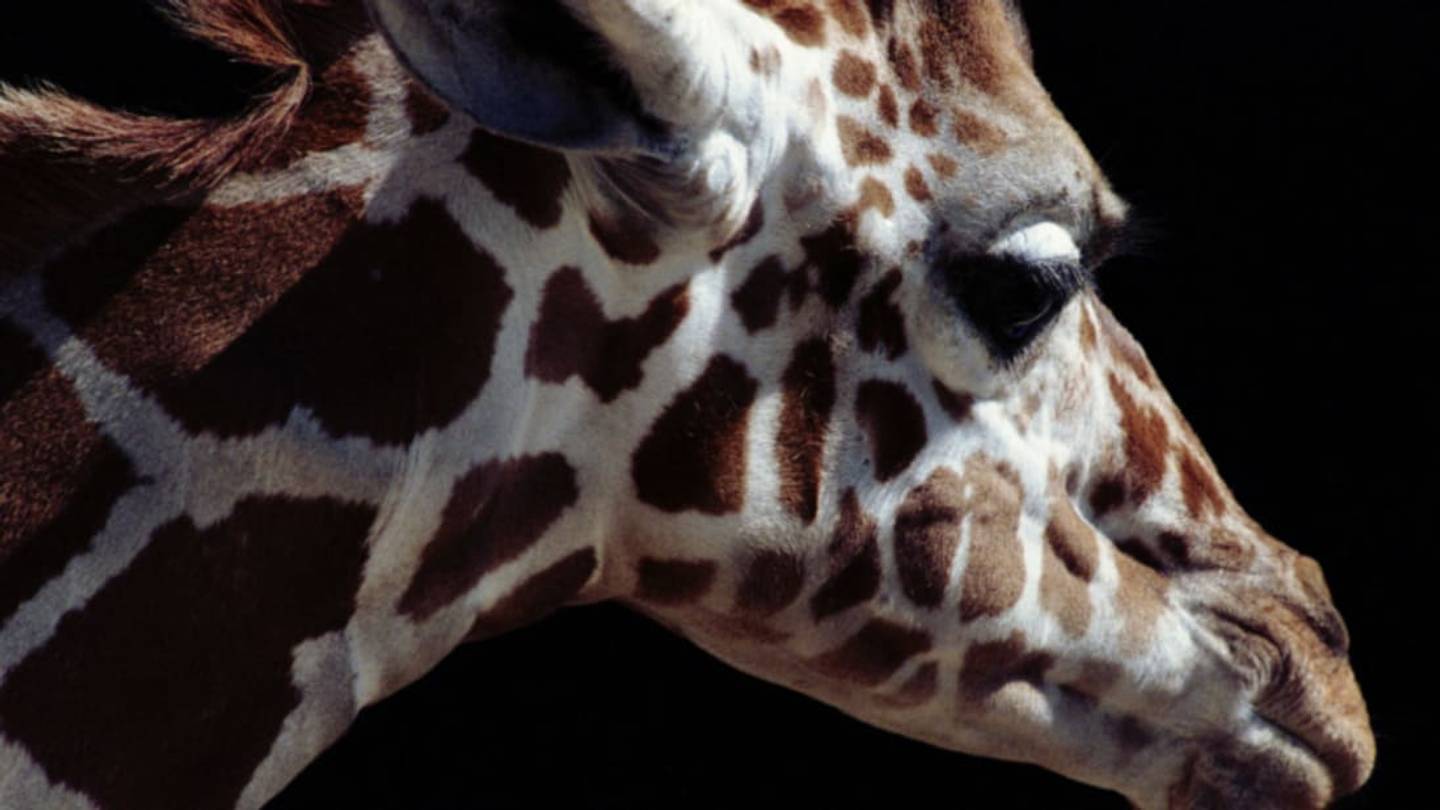 How Giraffes Helped Human Space Travel