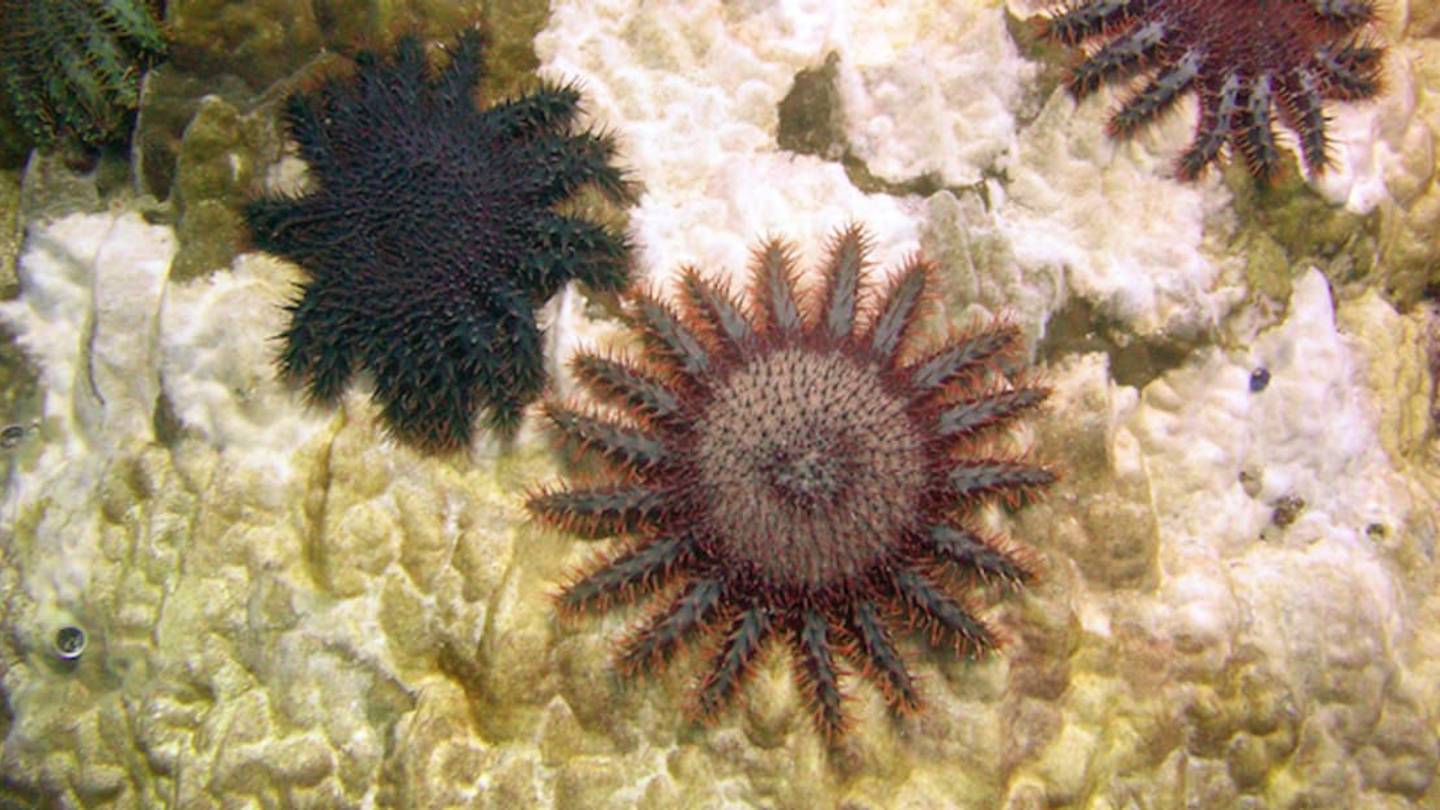 Corals' Competitors Can Be Accomplices Against Starfish