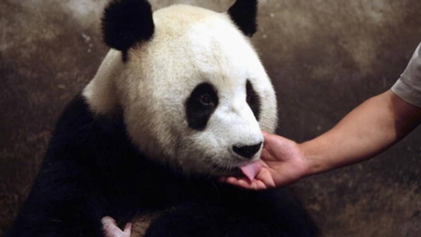 Why Is it so Hard for Pandas to Get Pregnant?