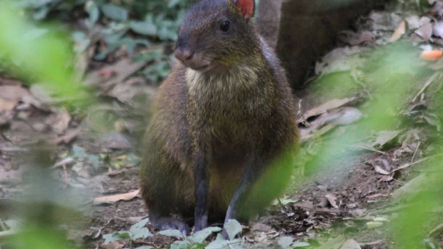 Adorable Agoutis Have Good Reason to Go to Bed Early
