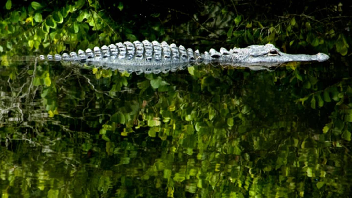 Everglades Alligators Keep Birds Safe (and Eat Their Chicks)