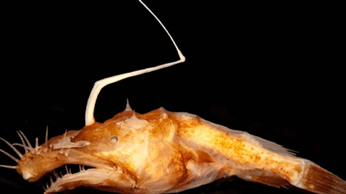 Bizarre-Looking New Species of Anglerfish Discovered