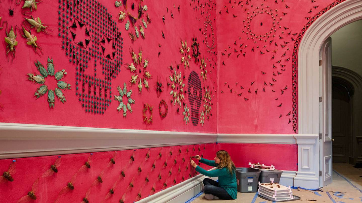 Artist Covers Walls in Elaborate Patterns Made of Real Insects
