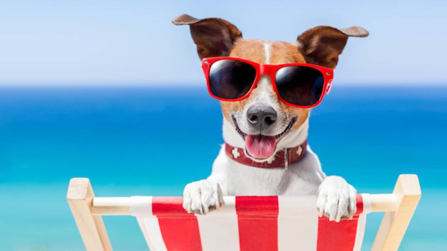 Do Animals Get Sunburns?