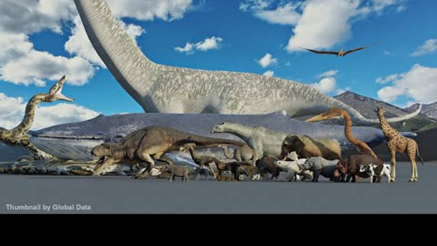 See How the World's Smallest Creatures Stack Up Against the World's Biggest Animals