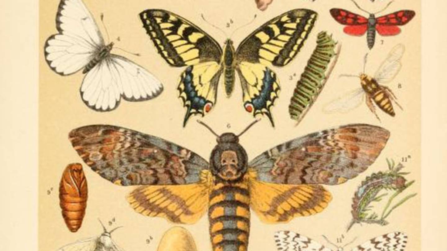 See a Gorgeous Book on the Animal Kingdom From 1895
