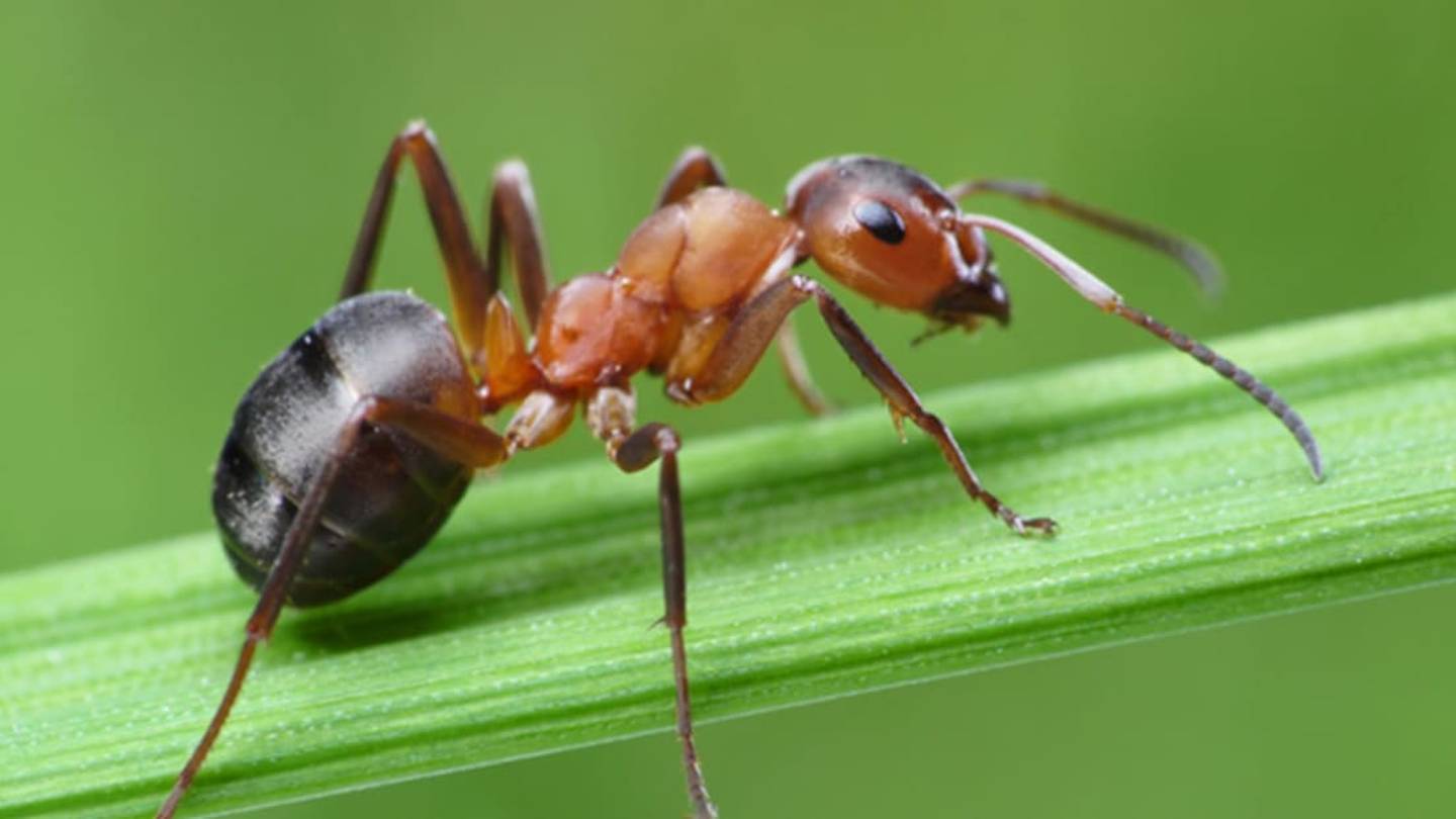 Insect Brains Are Conscious, Study Argues