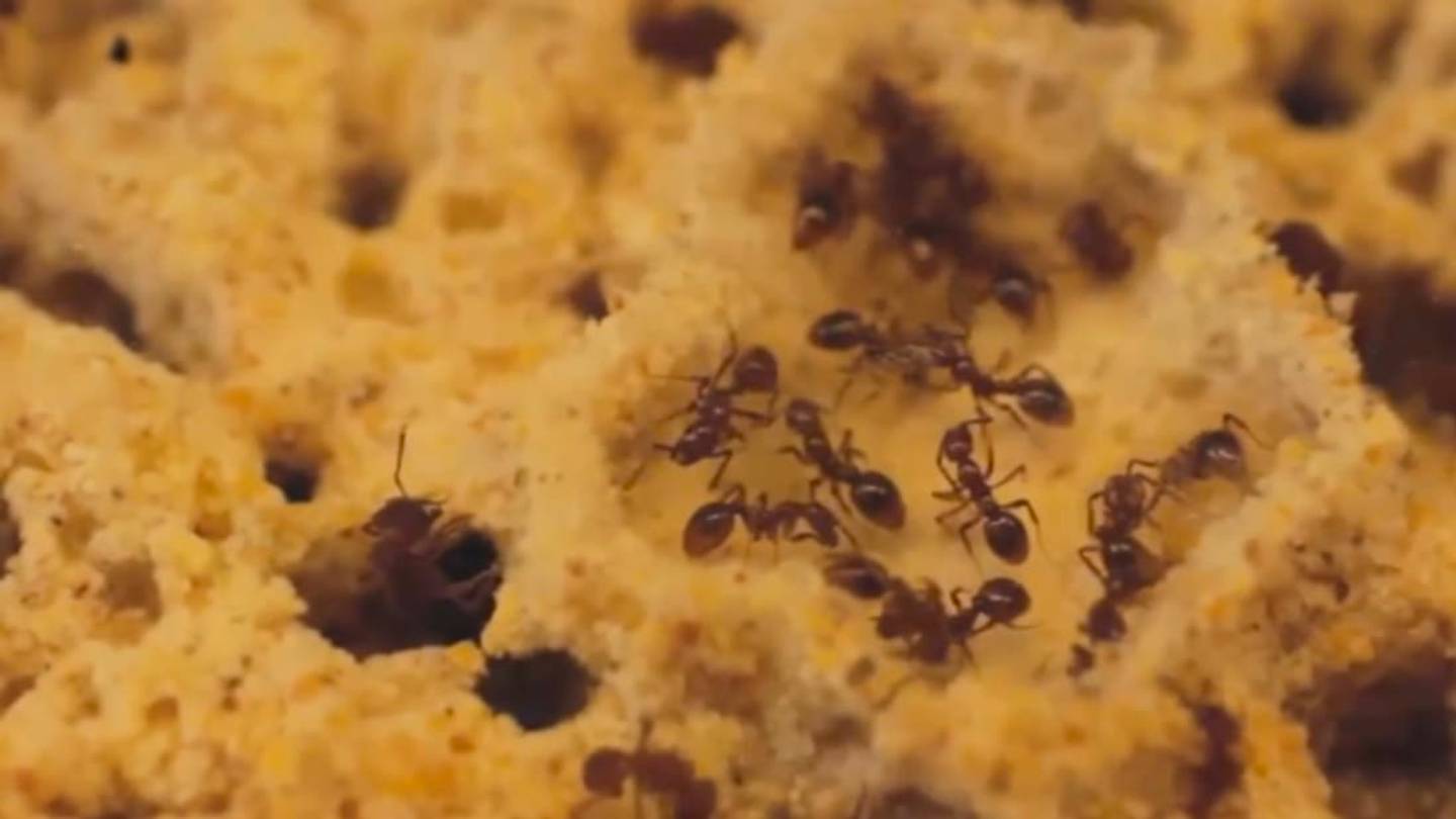 These Ants Use Mercenaries to Fight for Them