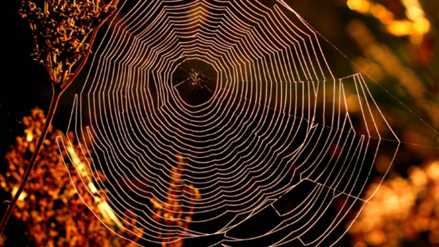 How the Zoological Society of London Helps People Overcome Arachnophobia
