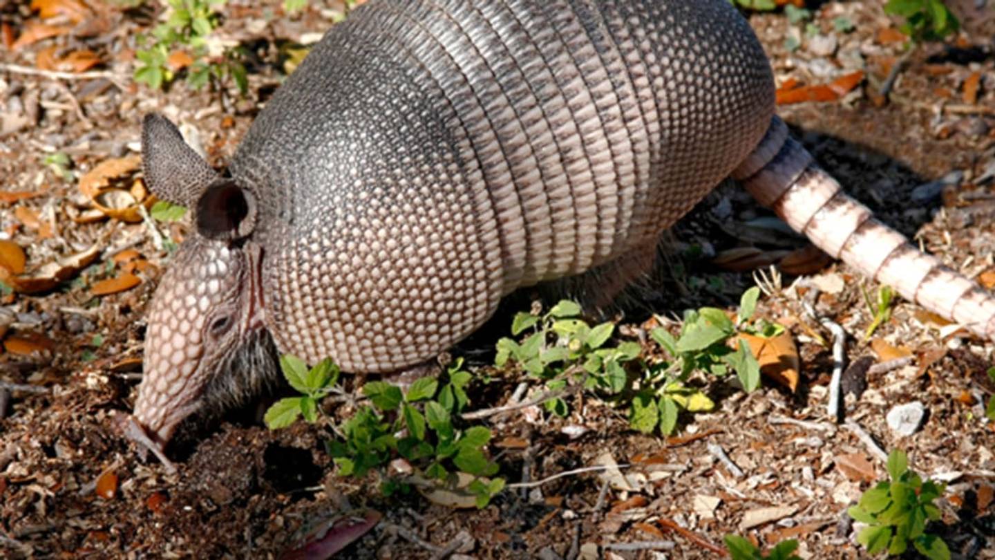 8 More Absurd Facts About Armadillos