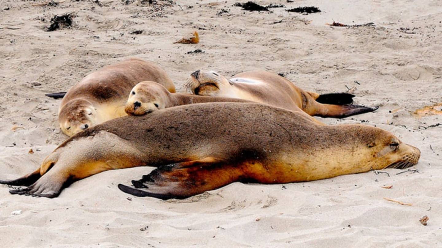 11 Fascinating Animals to Visit on Kangaroo Island
