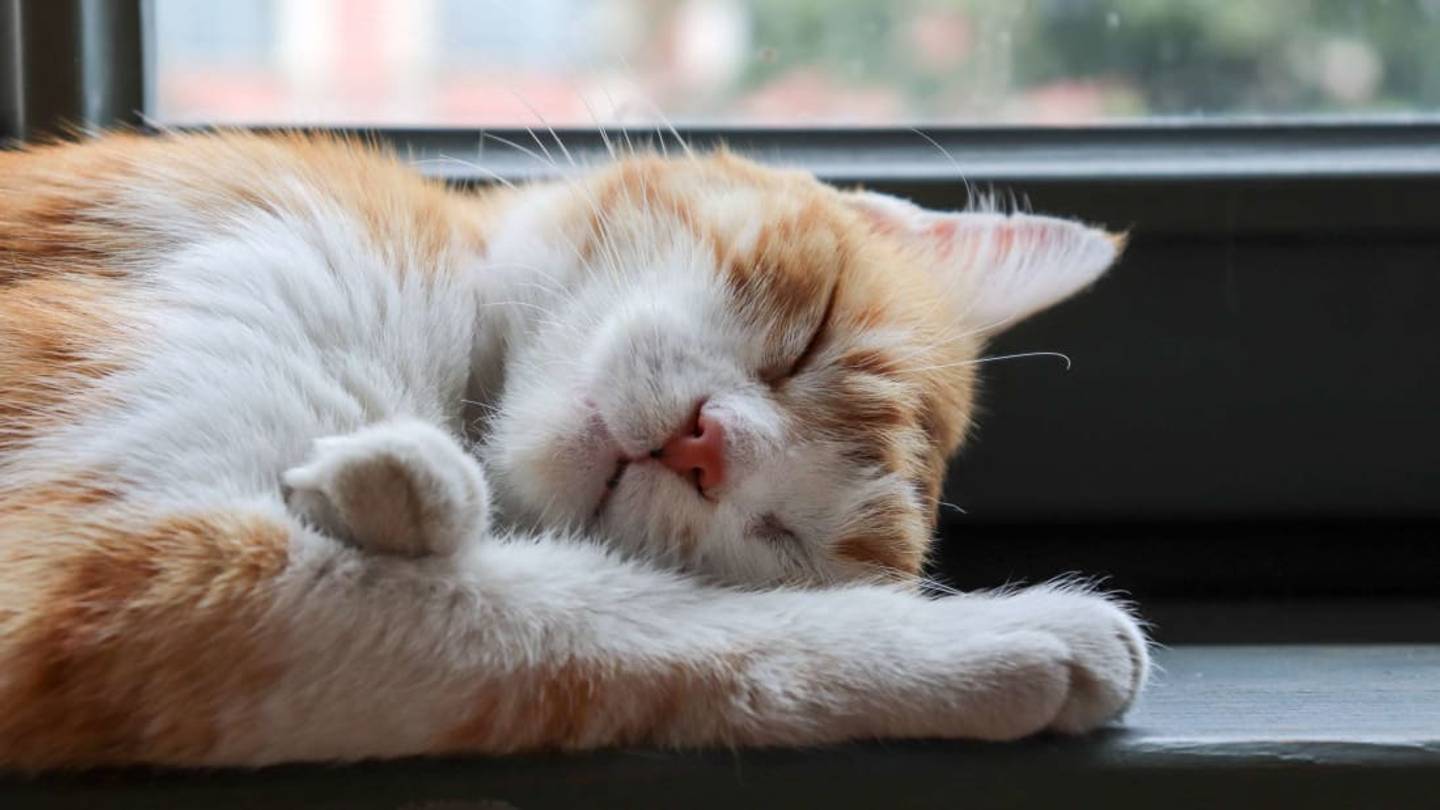 Why Do Cats Sleep So Much?