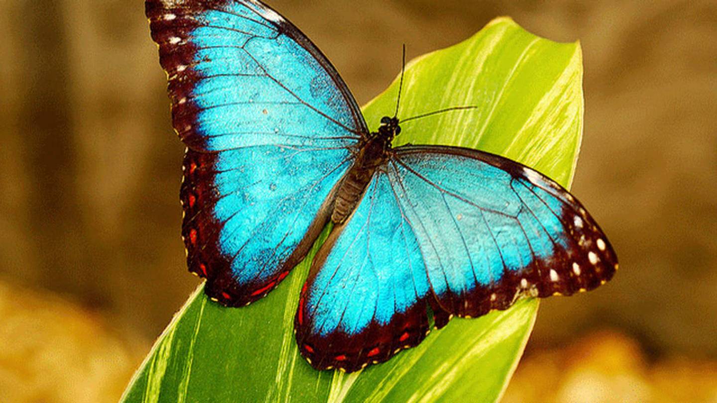 This Artist Created a New Paint Inspired by Iridescent Butterfly Wings
