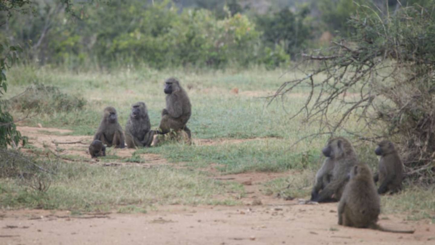 Baboons Are Democratic Travel Partners, Study Finds