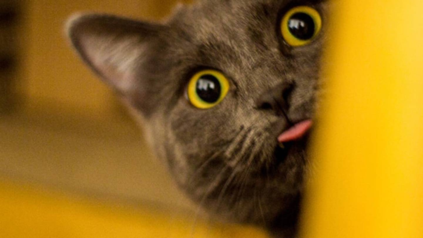 8 Times Cats Interrupted Things