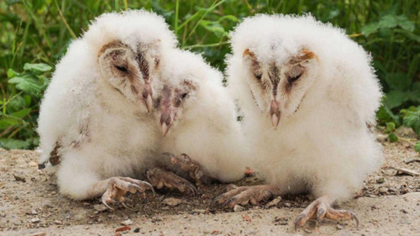 Baby Barn Owls Give Their Hungrier Siblings First Preference at Mealtime