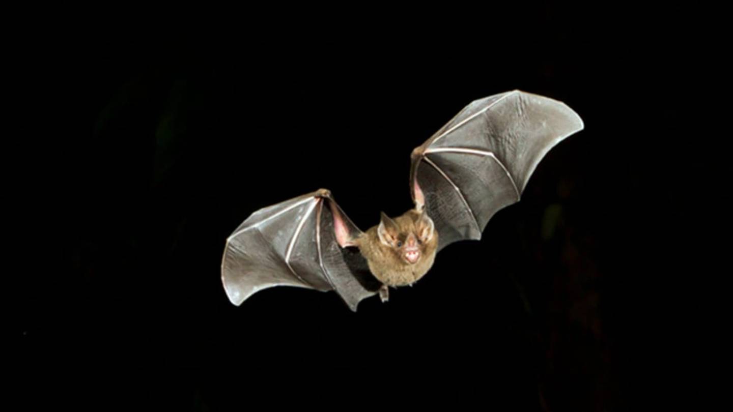 How Bats Avoid Hitting Obstacles With Echolocation